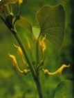 asari foto